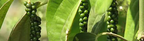 aromatic spicy